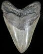 Fossil Megalodon Tooth - Georgia #56345-1